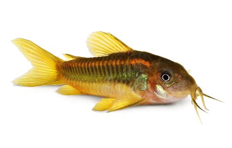 12 Cory Catfish Species For Your Aquarium Tank .